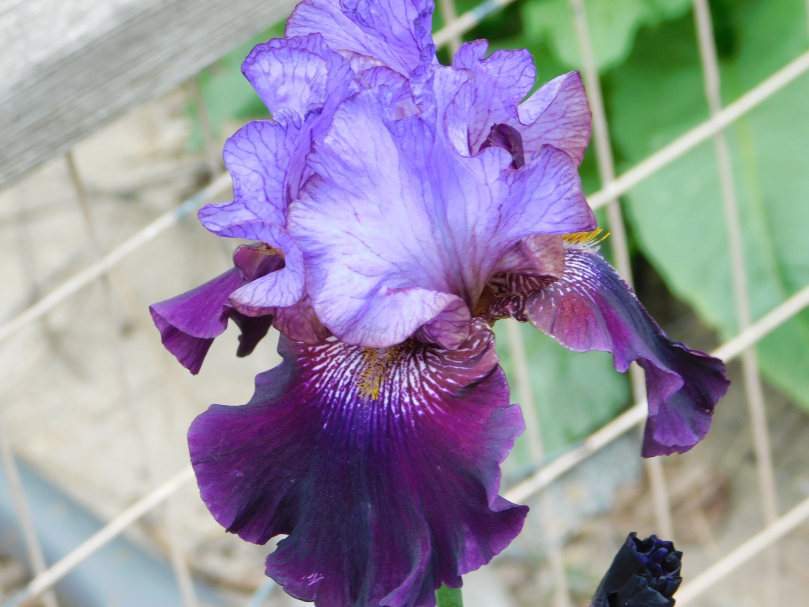 Tall Bearded Iris ONE OF A KIND