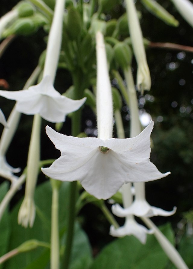 NICOTIANA SYLVESTRIS Seeds *FREE Shipping!* Flowering Woodland Tobacco Seeds