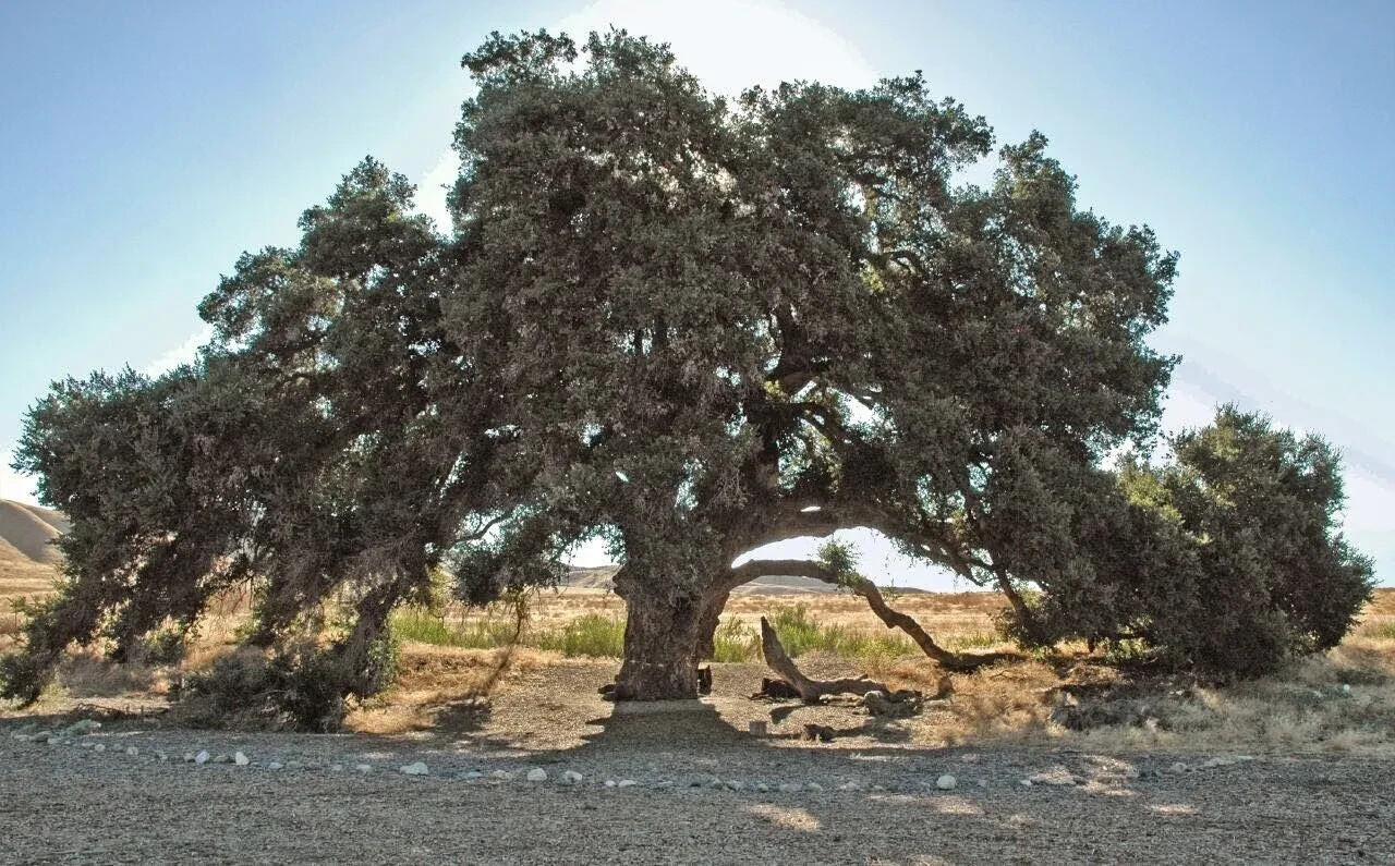 Coast Live Oak – California Live Oak – 25 Acorns 2024 – USA
