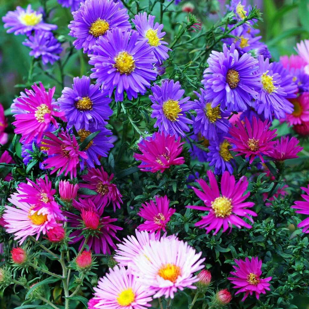 SINGLE MIX ASTER FLOWER SEEDS FREE SHIPPING 50 FRESH SEEDS HOME GARDEN POTS
