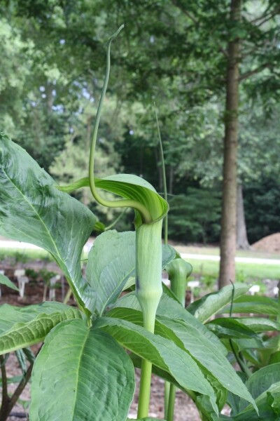 Arisaema tortuosum 5 Seeds, Hardy Whipcord Jack-in-the-Pulpit, Cobra Lily