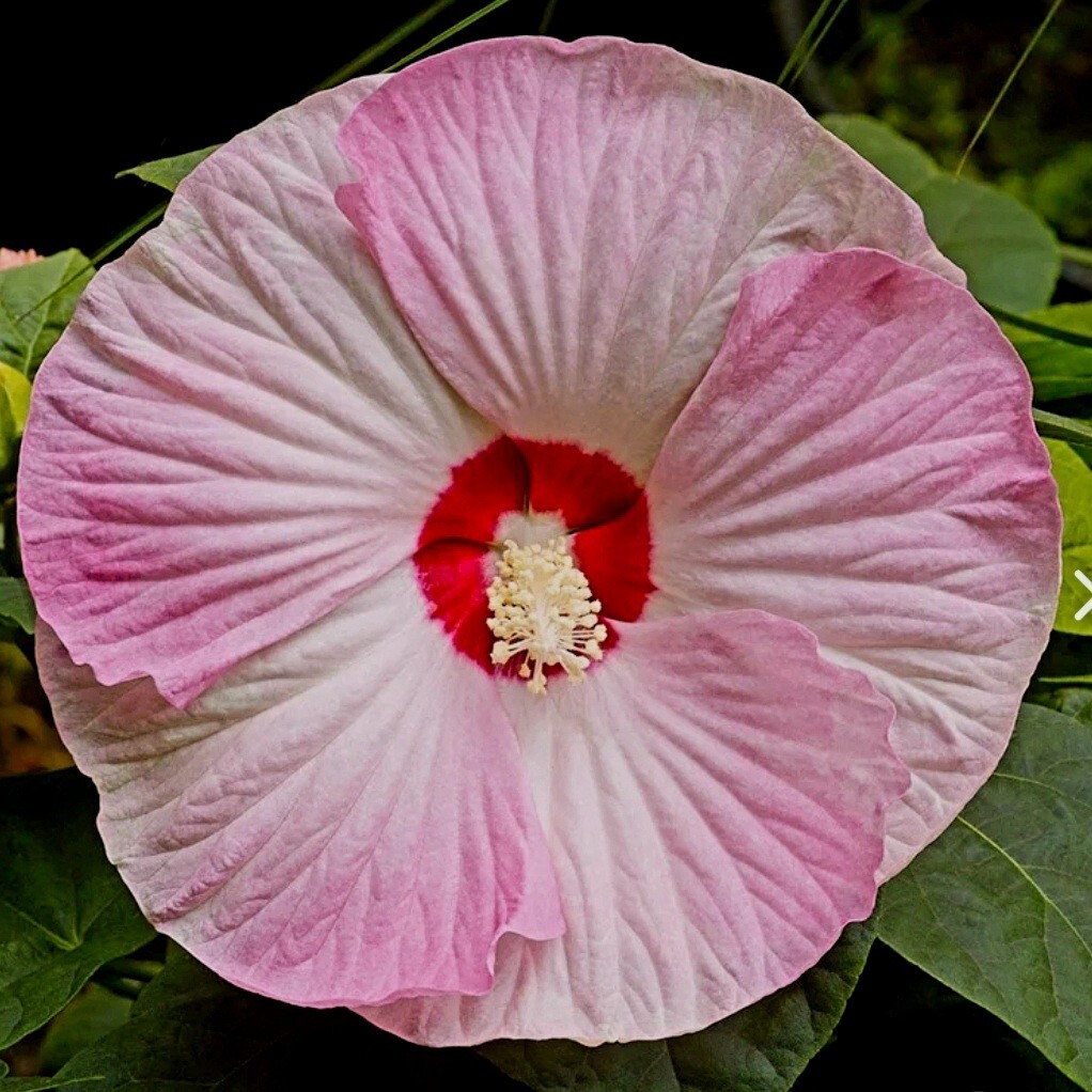 Hardy Hibiscus Luna Pink Swirl 30+ Seeds