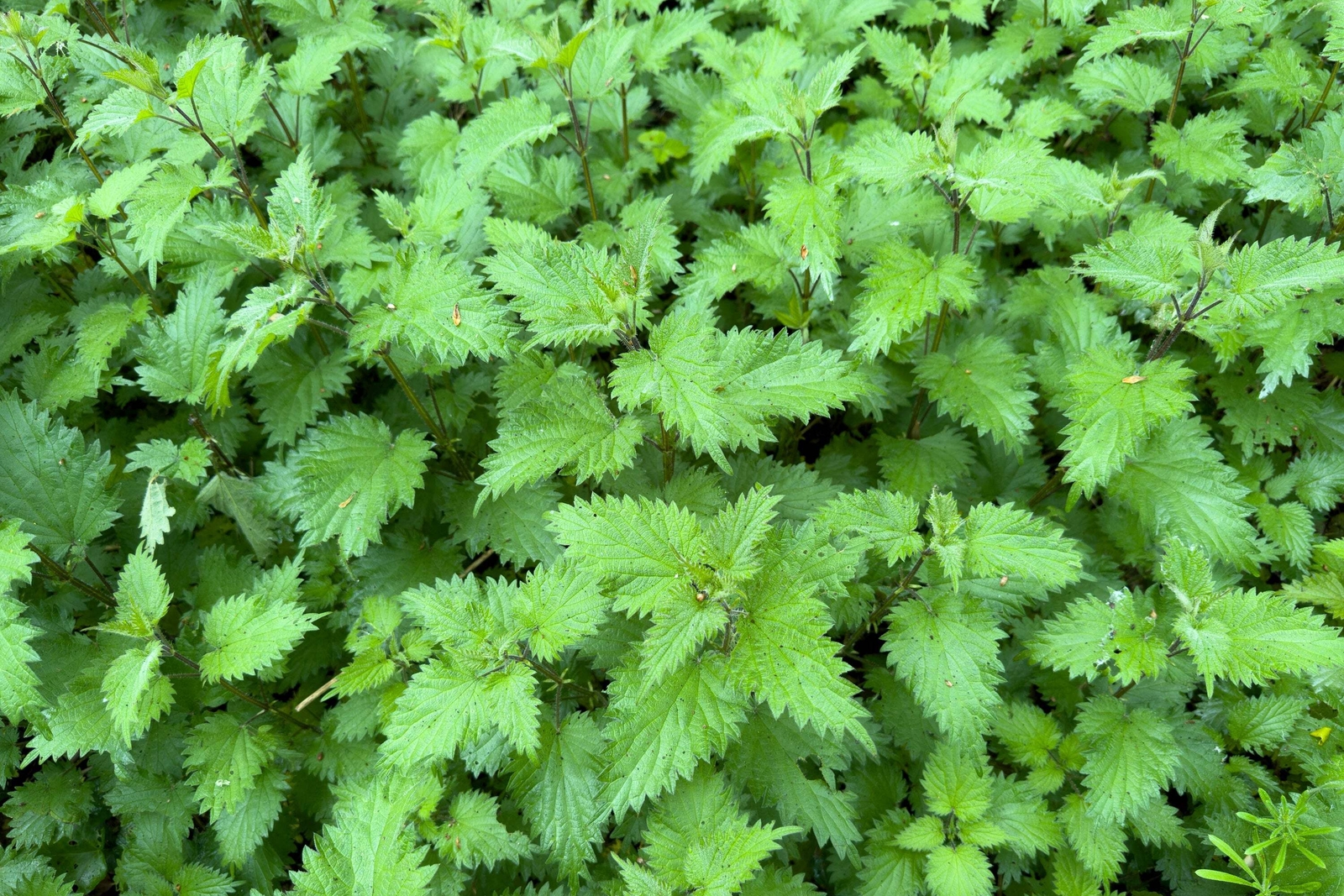 200 STINGING NETTLE Urtica Dioica (Common, California, Bull Nettle) Flower Seeds