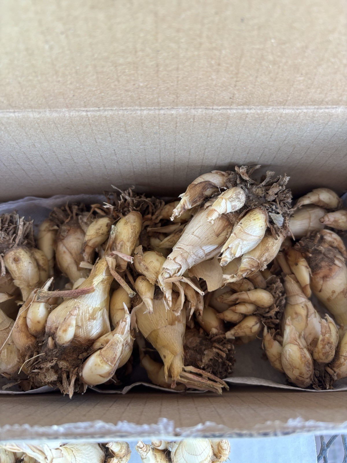 2 Tuberose Fragrance Double Pearl 2 Clump,Bulbs 5+Sz M/L sprouted Ready To Plant