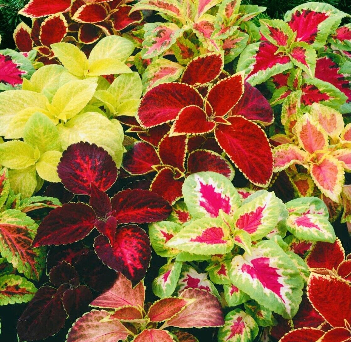 500 SEEDS COLEUS RAINBOW MIX FLOWER SEEDS NON GMO FRESH HARVEST FREE SHIPPING