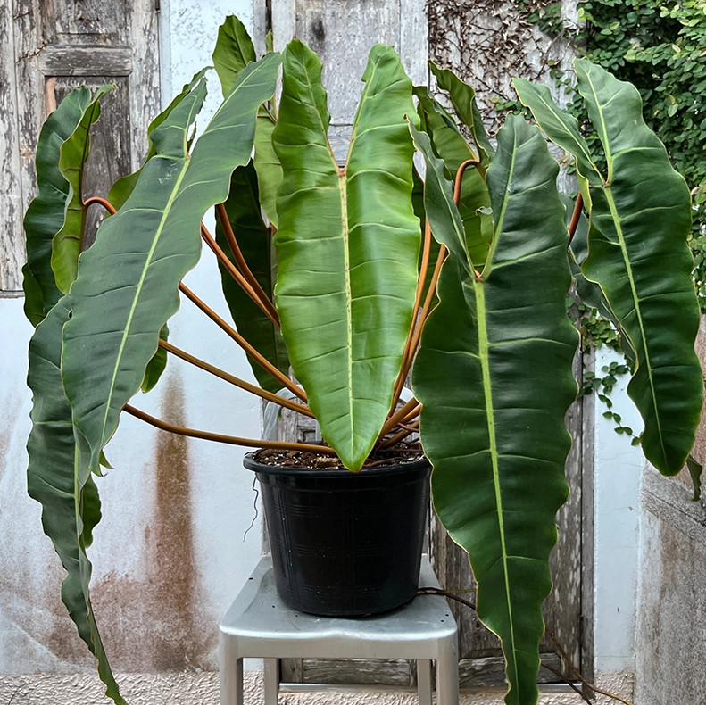 Philodendron Billietiae Green Plant – 2-5″ Tall – Tropical Aroid Houseplant