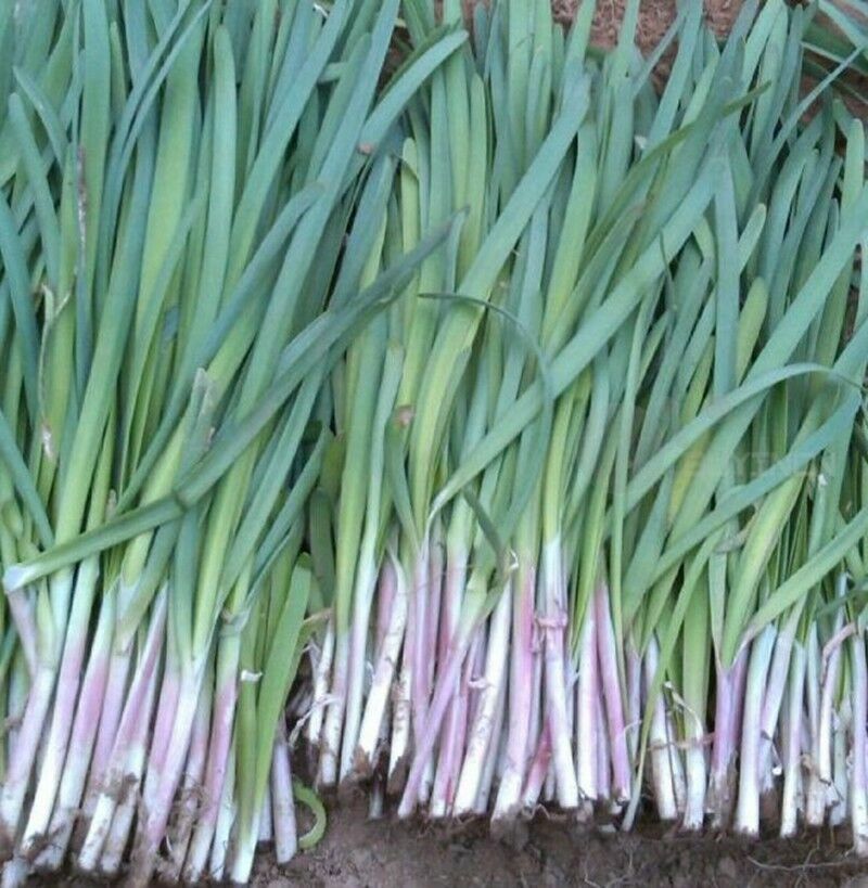Garlic Chives Seeds Authentic Chinese Strong Fragrant Purple Root Herb 紫根韭菜种子