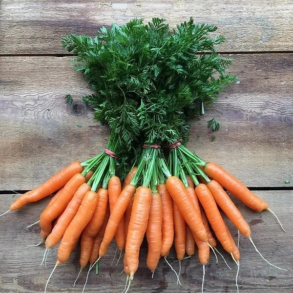 1000+ SCARLET NANTES CARROT SEEDS — SWEET—- FRENCH HEIRLOOM