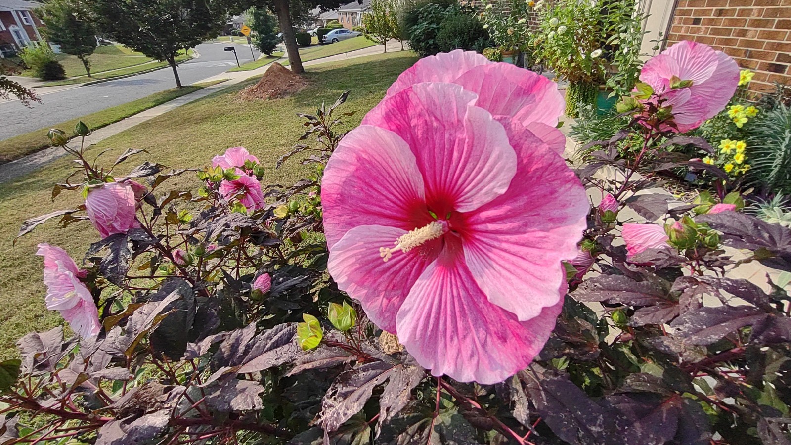 Pink Starry Starry Night Perennial Hibiscus Dinner Plate Seeds