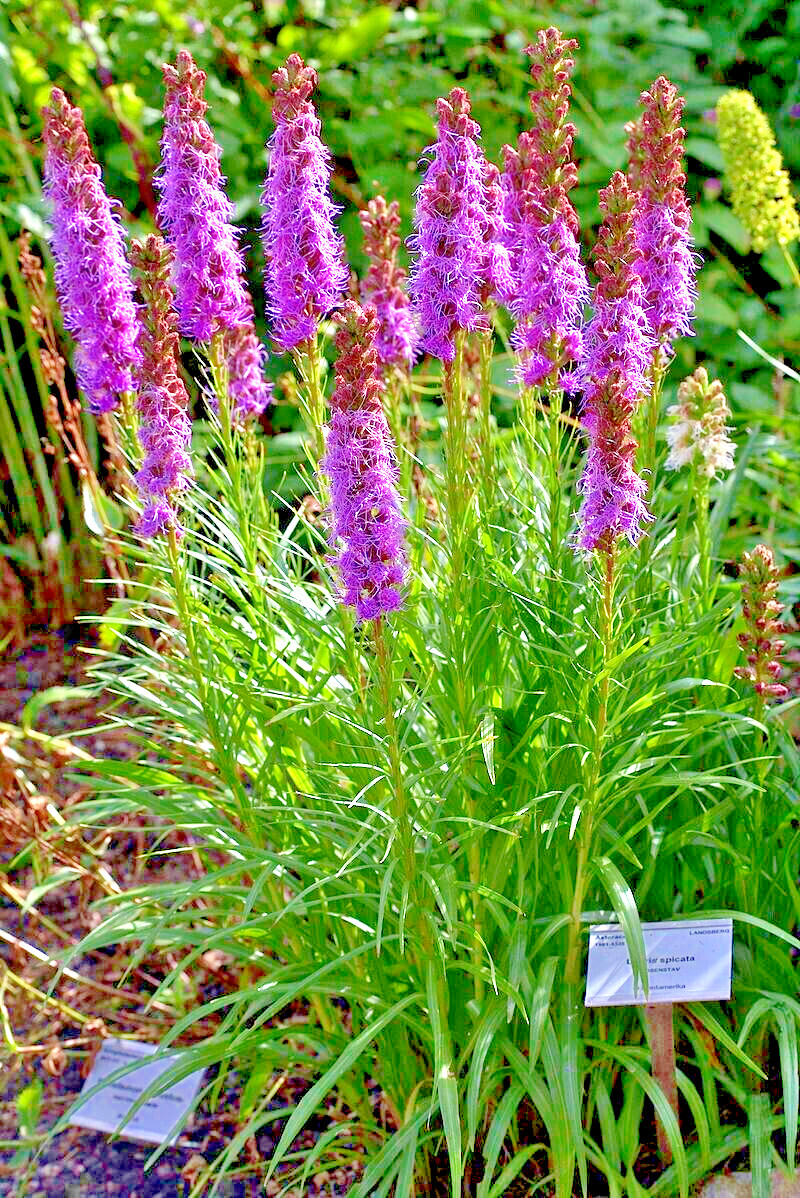 LIATRIS SPIKATA 101 SEEDS, PURPLE, A FEW WHITE, BLAZING STAR, GAYFEATHER