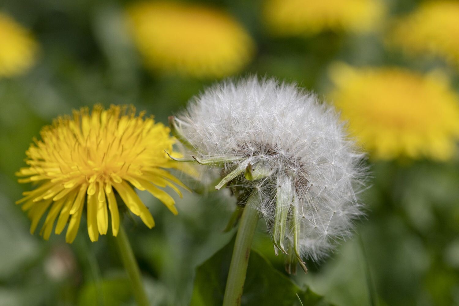 Dandelion, Taraxacum – 300 Seeds 2023 – USA