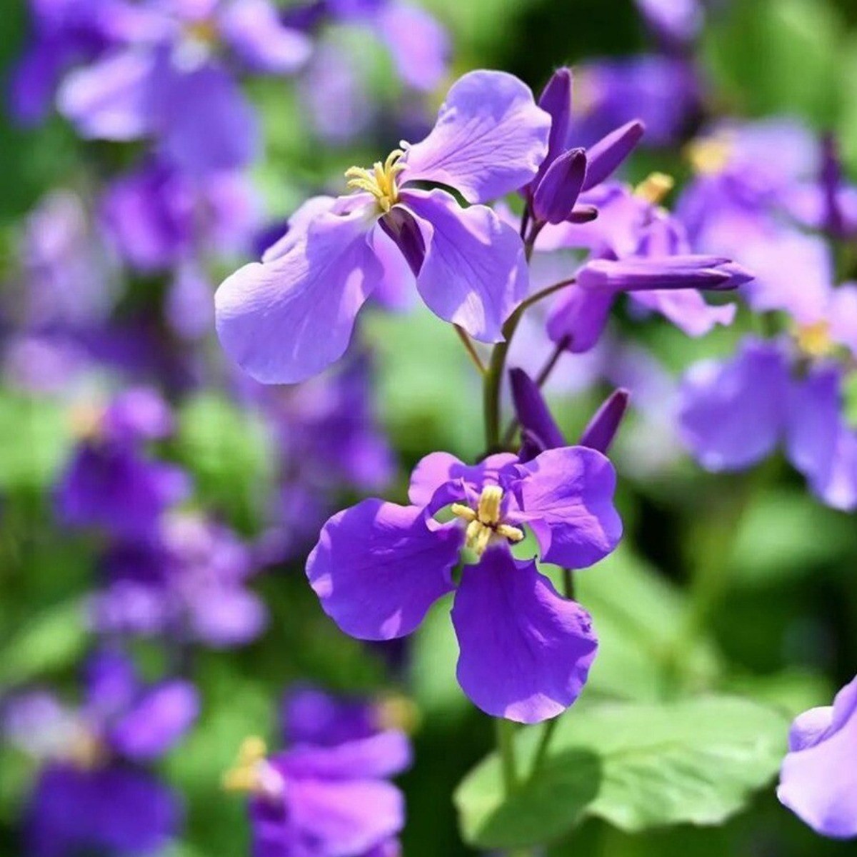 500Pcs February Orchid Flowers Seeds Orychophragmus Violaceus Annual Flower Seed