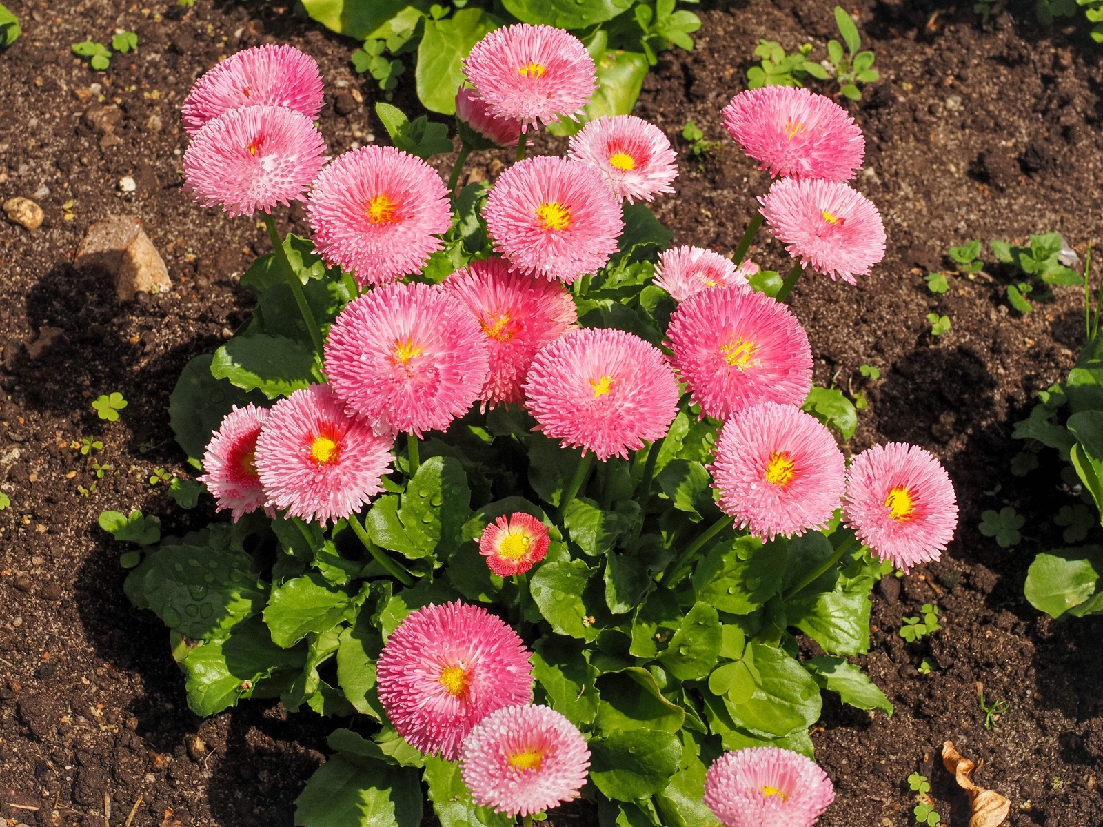 100 PINK ENGLISH DAISY Bellis Perennis Flower Seeds *Flat S/H