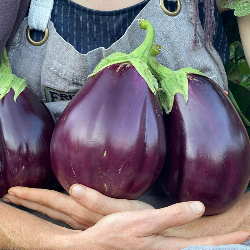 150 BLACK BEAUTY EGGPLANT SEEDS ~ 2026 ~ heirloomseedguy ~ USA