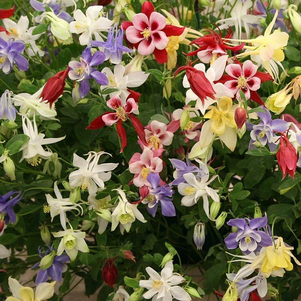Colorful Columbine Aquilegia Mix – 15 Bulbs – Blue, White, Yellow, Red Flowers –