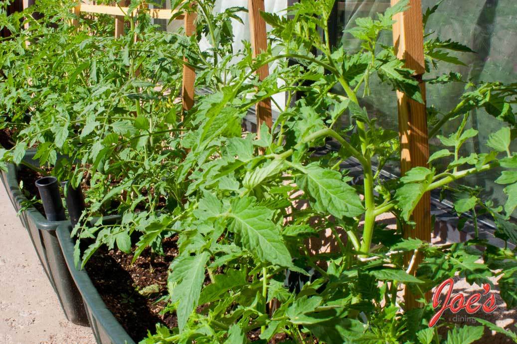 Arkansas Traveler tomato seeds non-gmo heirloom open pollinated
