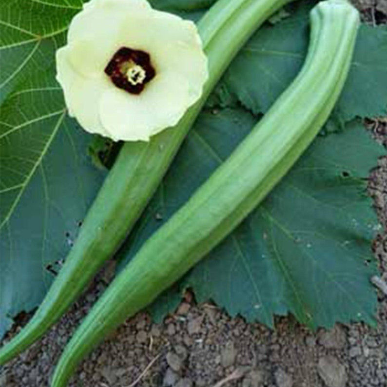 Perkins Long Green Pod Okra Seed, 50+ Seeds. Heirloom ~ Organic ~ Free Shipping.