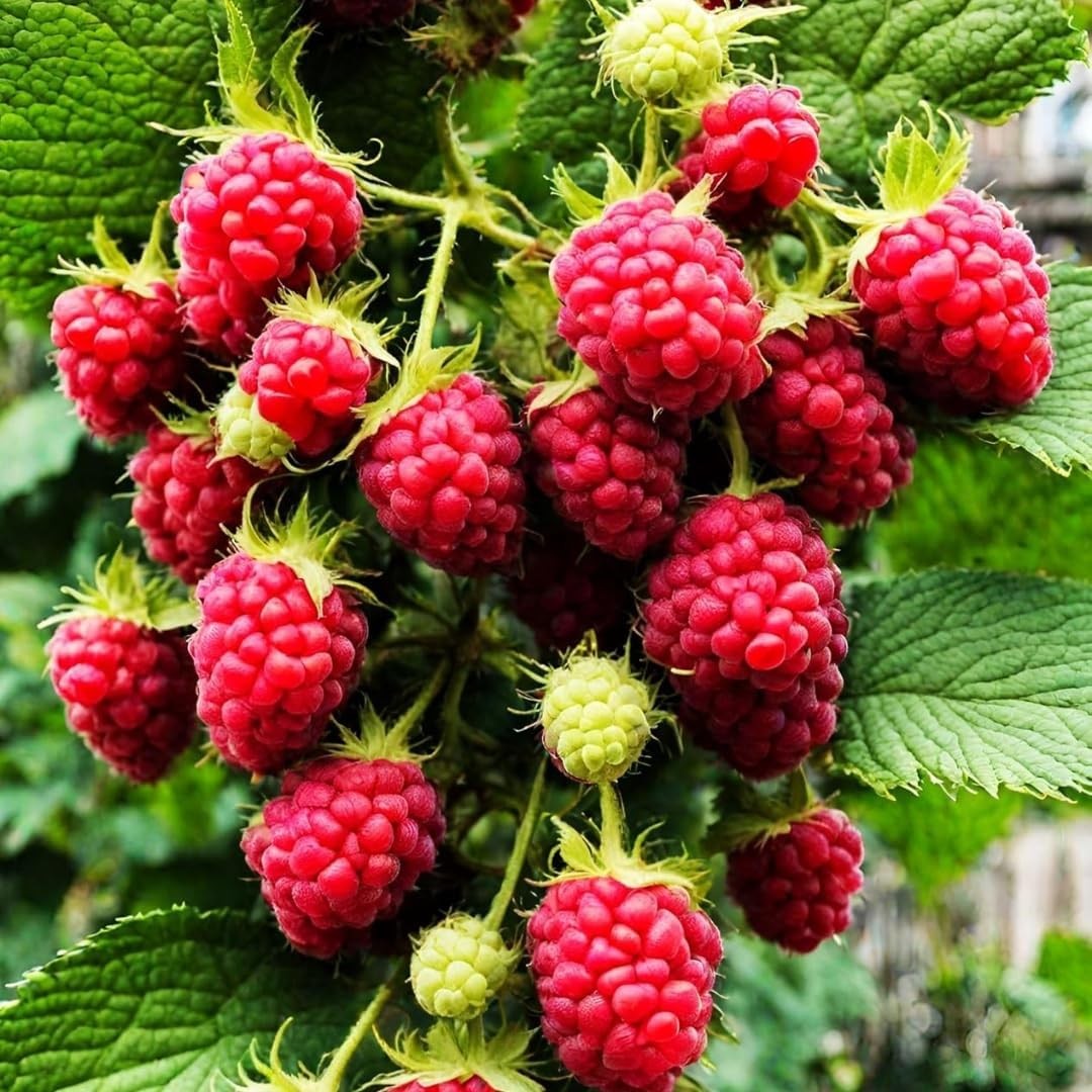 1700 Pieces Mixed Fruit Seeds for Garden Planting, 4 Varieties – Strawberry, Ras