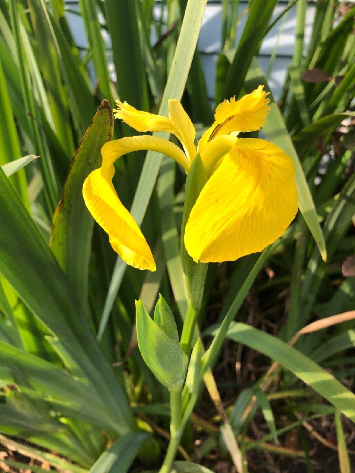 Louisiana Iris “Yellow Flag” Rhizomes & pre-blooms! Get ready for next spring!