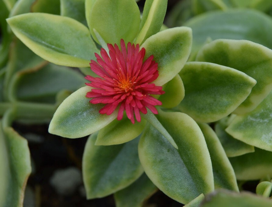 Mesembryanthemum crystallinum | Ice Plant | Crystalline Iceplant | 1000_Seeds