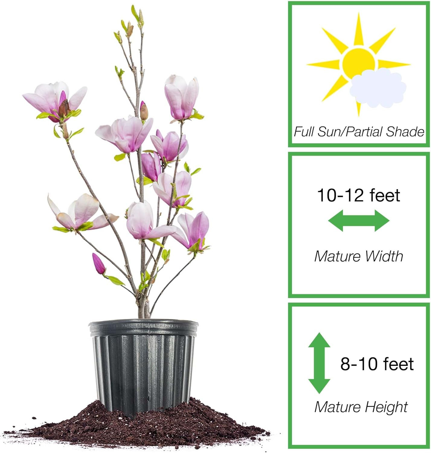 Jane Magnolia in 3 Gal. Grower’S Pot | Beautiful Purple Early Spring Blooms | Ea