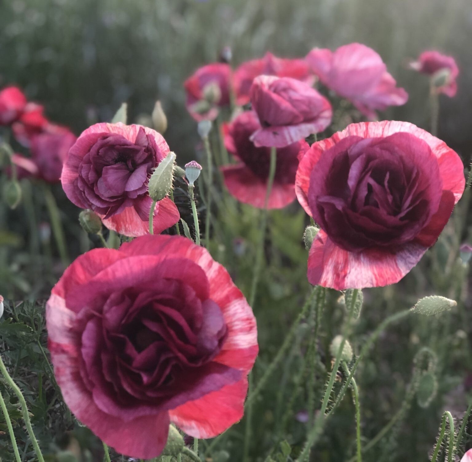 Papaver Rhoeas 100 Seeds Shirley Pandora Poppy Seeds Papaver Seeds