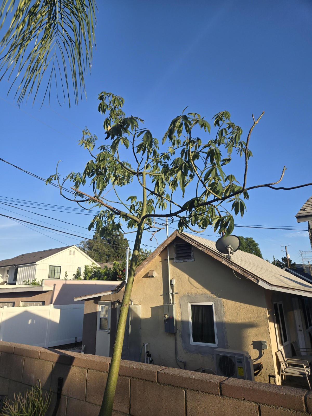Large Huge Silk Floss Tree 15 Foot Tall Green Beauty