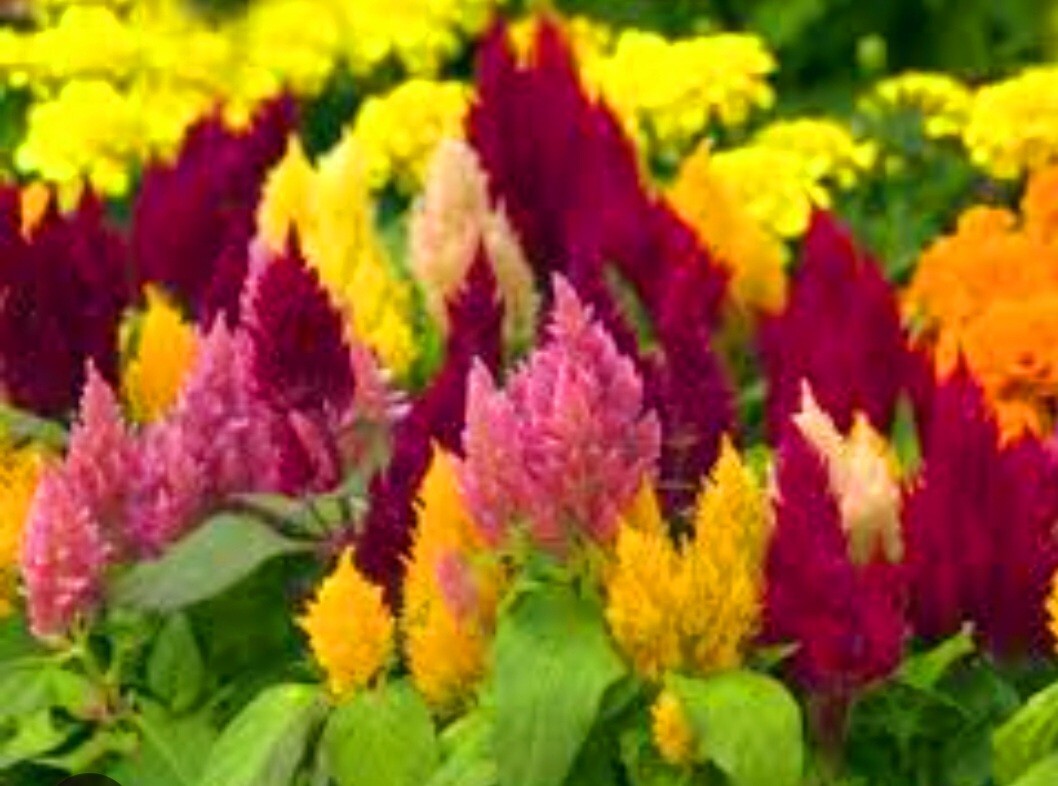 550 Pampas Plume Celosia Seeds Mix of 8 Varieties Pure heirloom seeds Cockscomb