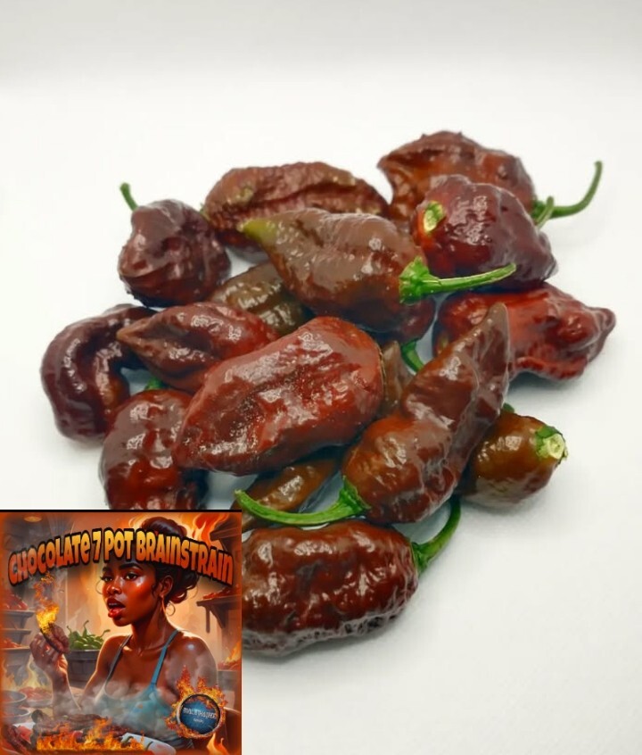 Humongous Hell Hot Heat Haul – 6 Superhot Varieties – Superhot! 120 Seeds Total!