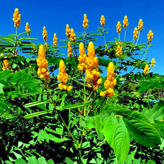 20 CANDLE BUSH SEEDS Cassia Alata Senna Tree Plant “Flowers Attract Butterflies”