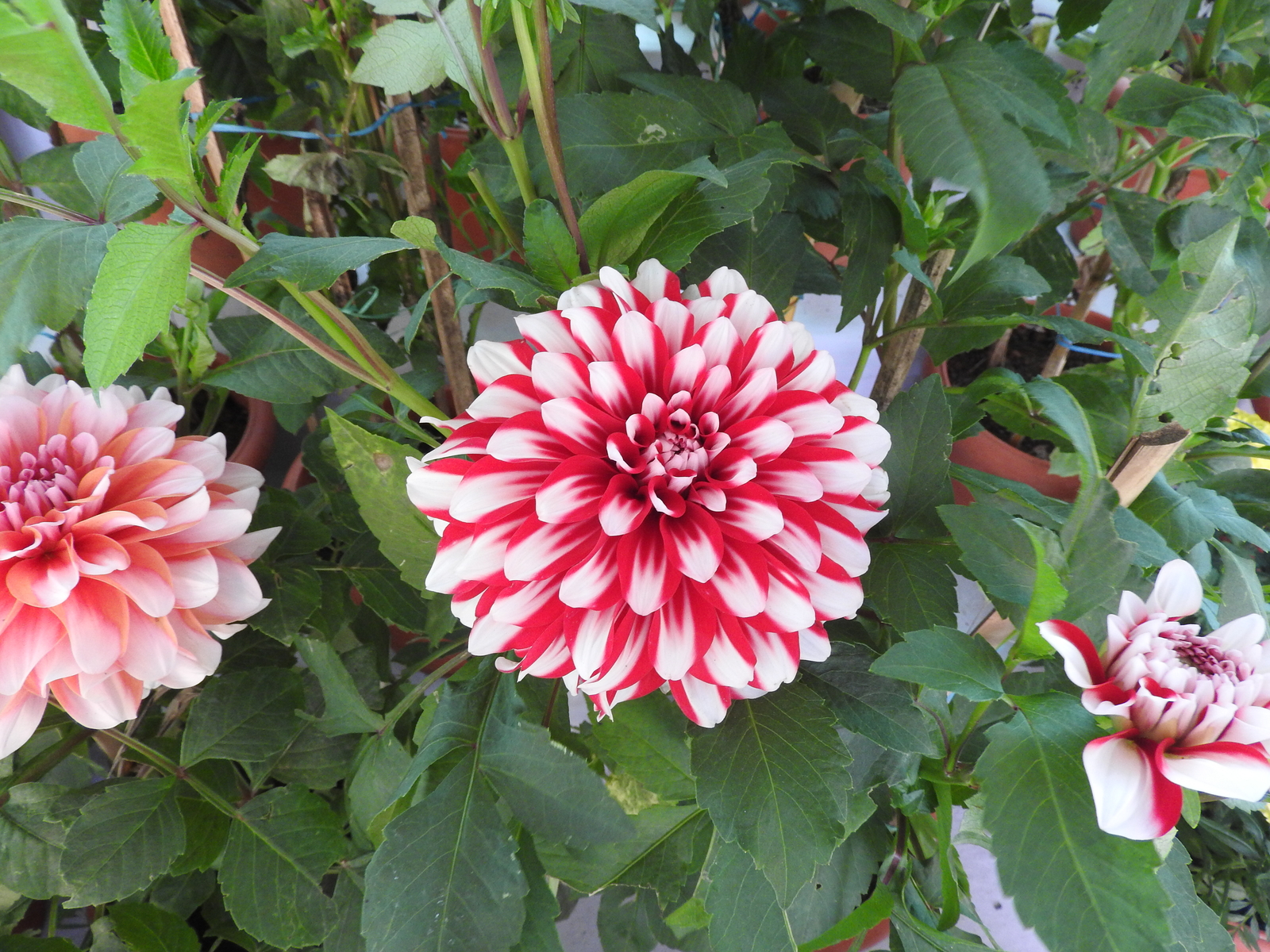 200 DAHLIA VARIABILIS Seeds (Red and White Dahlia) | NON-GMO | Free shipping