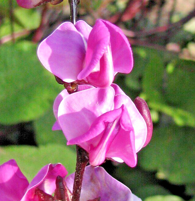 50 HYACINTH BEAN Seeds (Dolichos lablab) Hardy Perennial Garden Flower Seeds