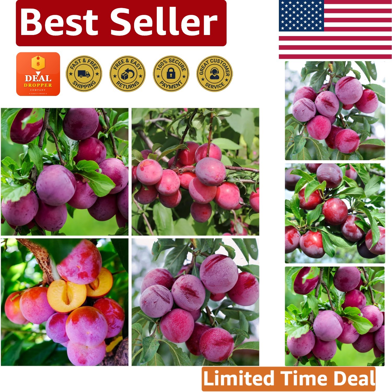 Tropical Beach Plum Fruit Tree Seeds – 150+ Heirloom Seeds for Organic Gardening