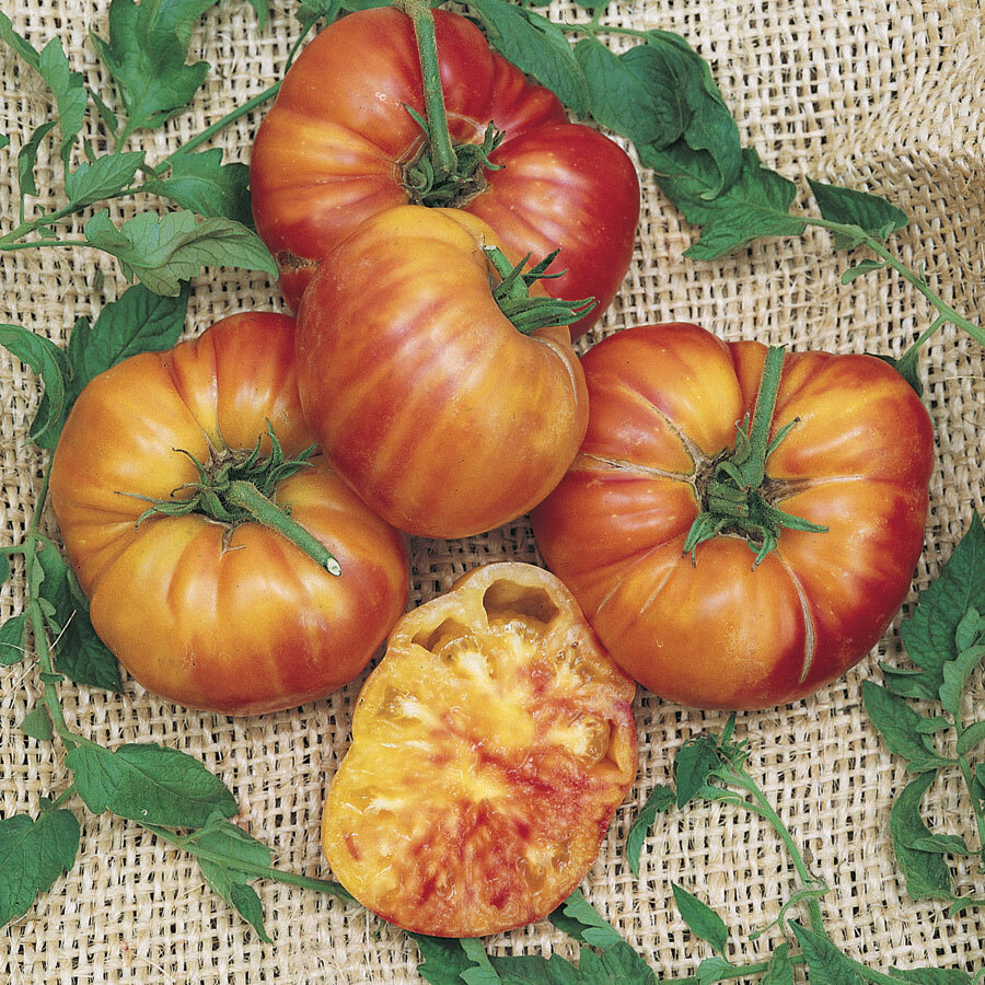 50 BIG RAINBOW TOMATO SEEDS FRESH HARVEST FOR 2024 GARDENS