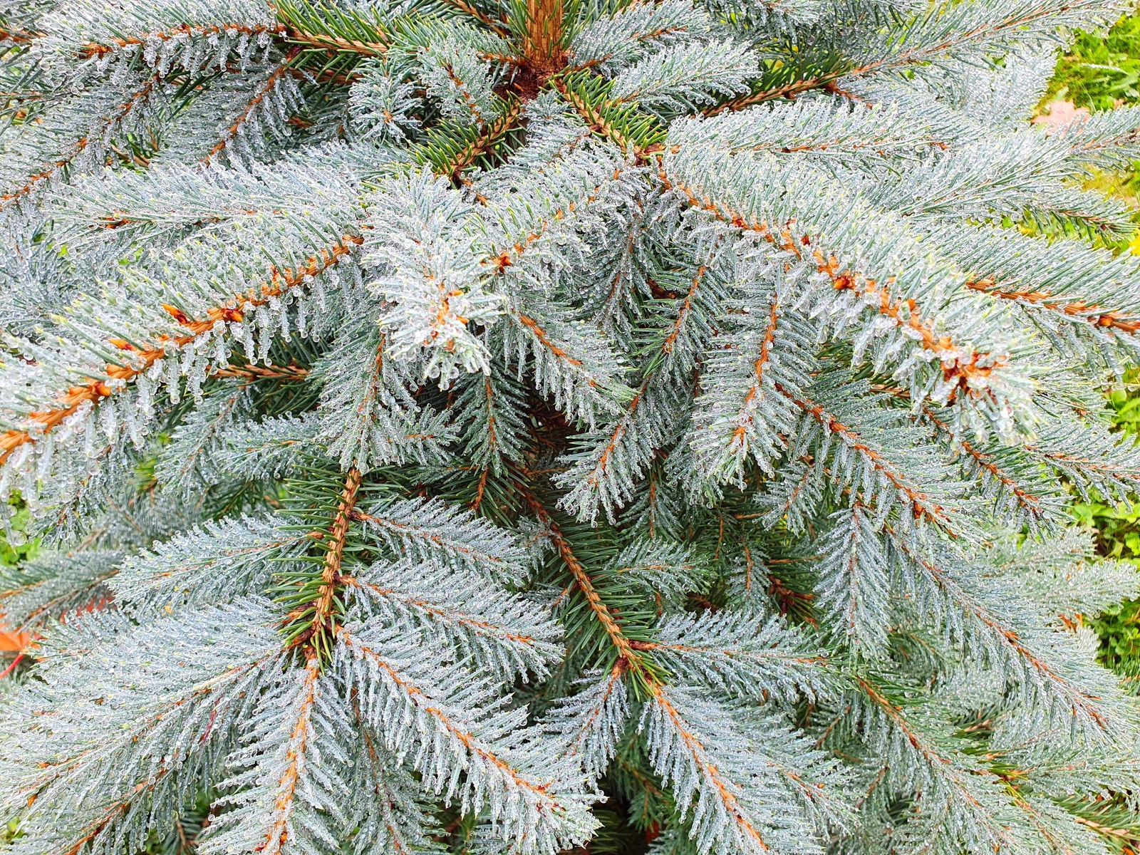Grow Your Own CHRISTMAS TREE Colorado Blue Spruce Picea Pungens Gift Seed Packet