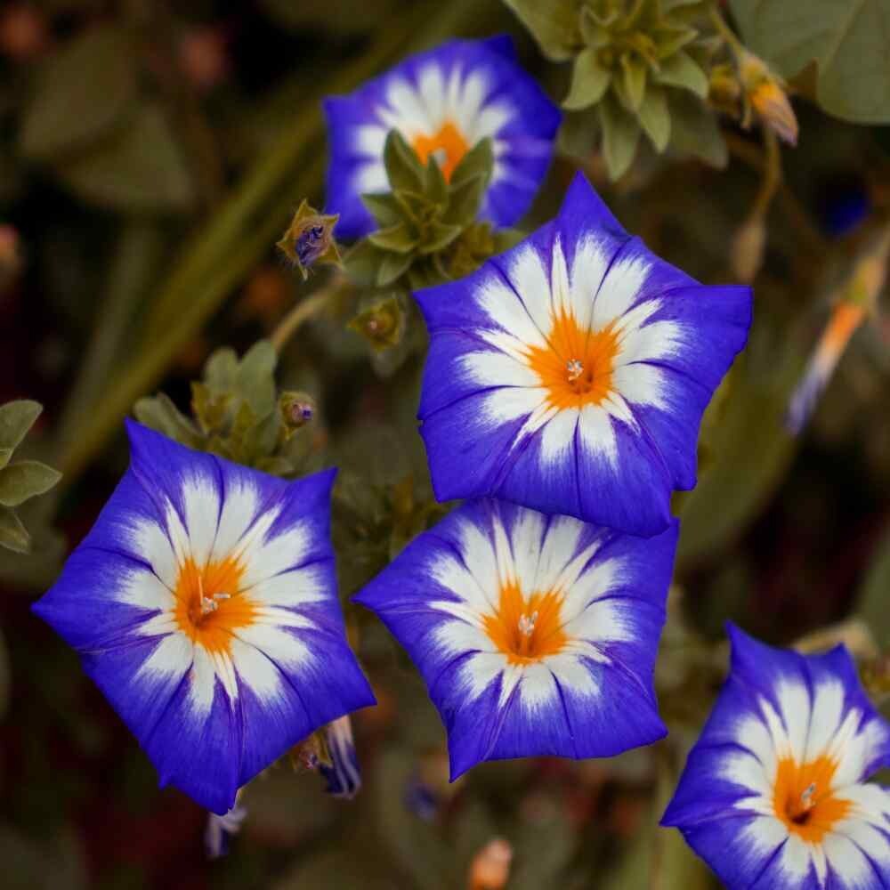 Ensign Royal Blue Morning Glory – 25 seeds – Convolvulus Tricolor – Dwarf