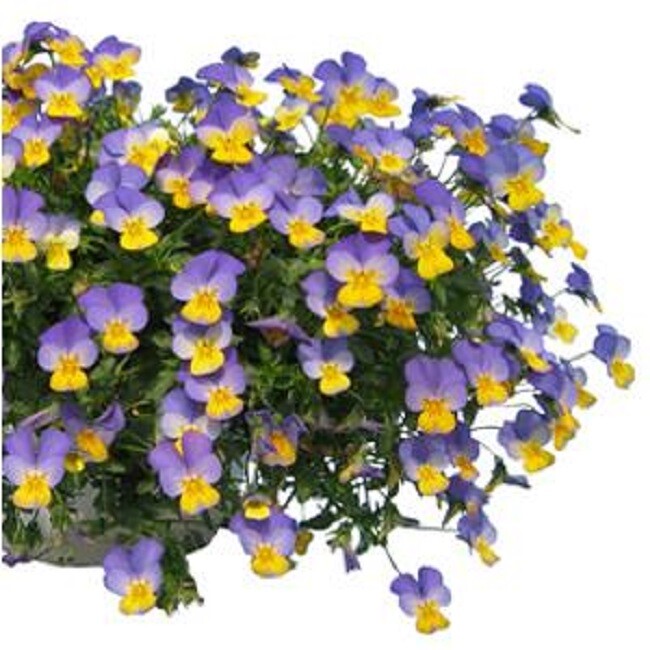 Viola Seeds 25 Viola Rebelina Blue Yellow Trailing Viola