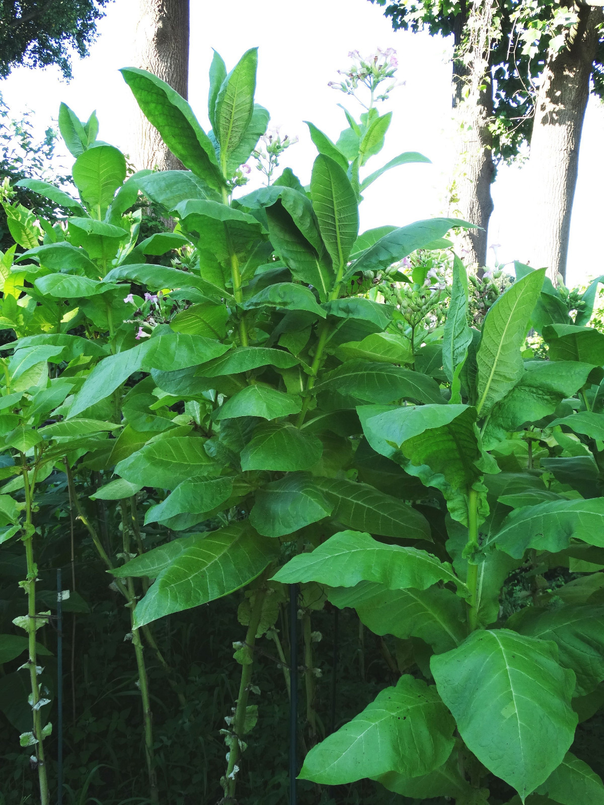 HERZEGOVINA FLOR TOBACCO SEEDS 2000+ STRONG HIGH NICOTINE 2023 HEAVY PRODUCER
