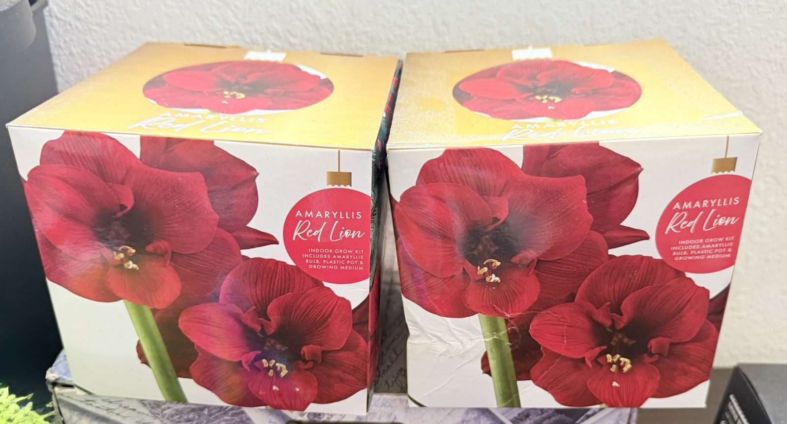 Lot of 2: Red Lion Amaryllis Indoor Grow Kits- Brand New & Factory Sealed