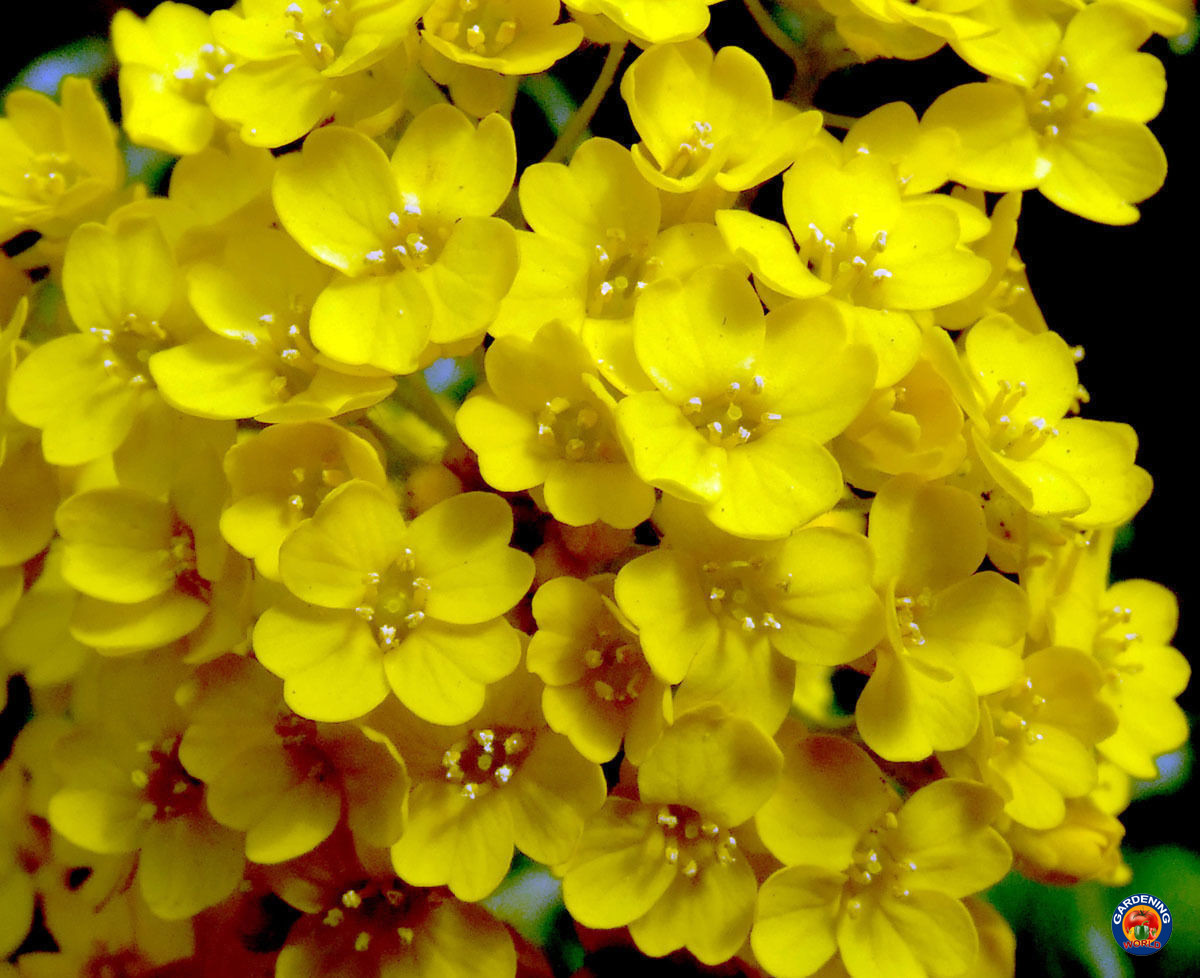 1000 Basket of Gold Alyssum Flower Seeds Aurinia Saxatilis