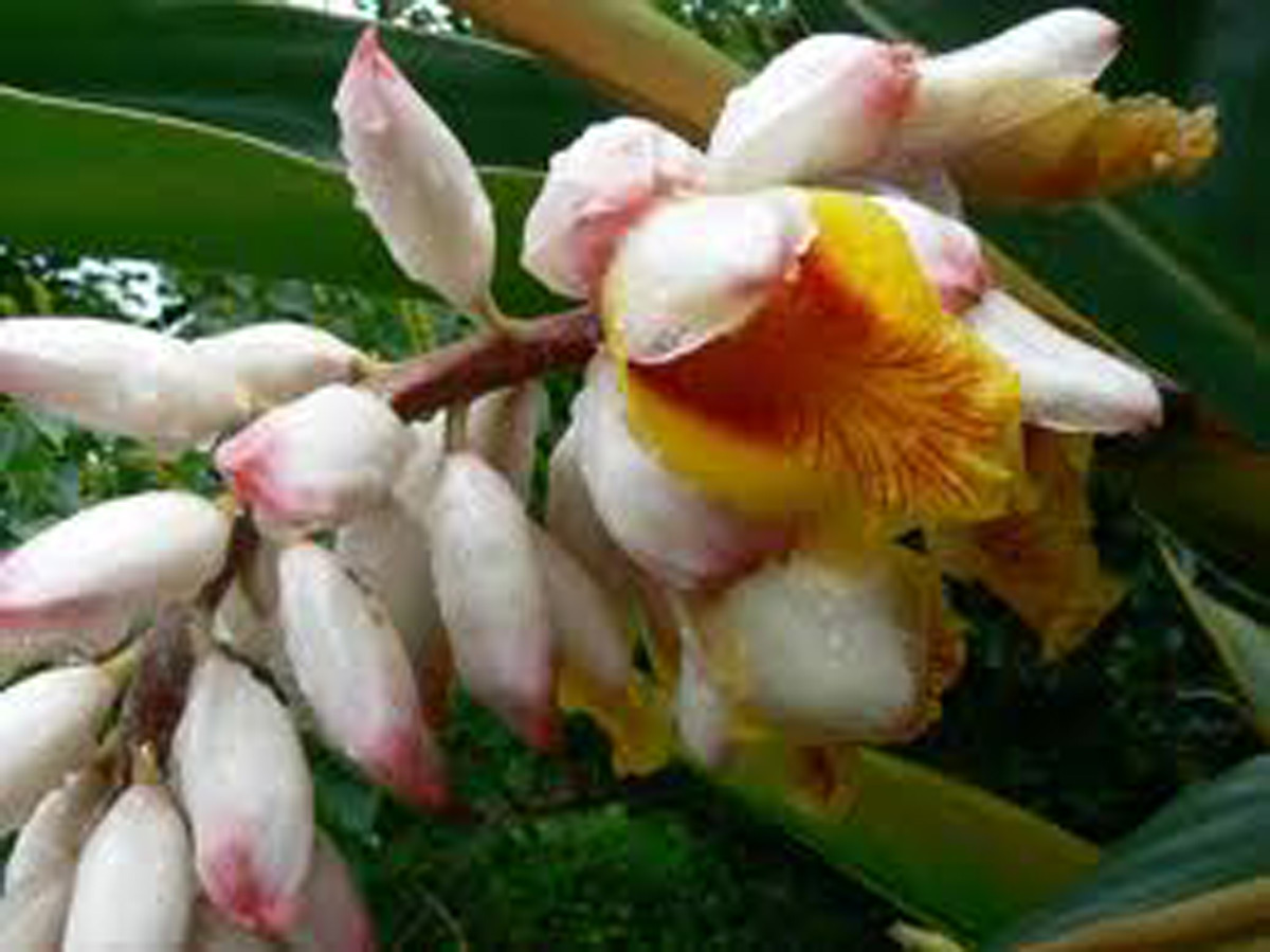 Shell Ginger medicinal tea fragrant pink flowers organic fence 3 plant Rhizomes