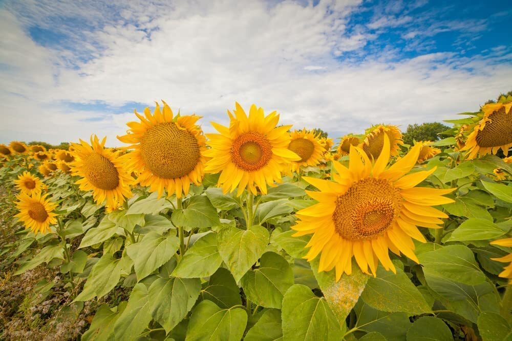 Sunflower Seeds for Planting Heirloom Non-GMO, Bulk Package of 15 Varieties Mix
