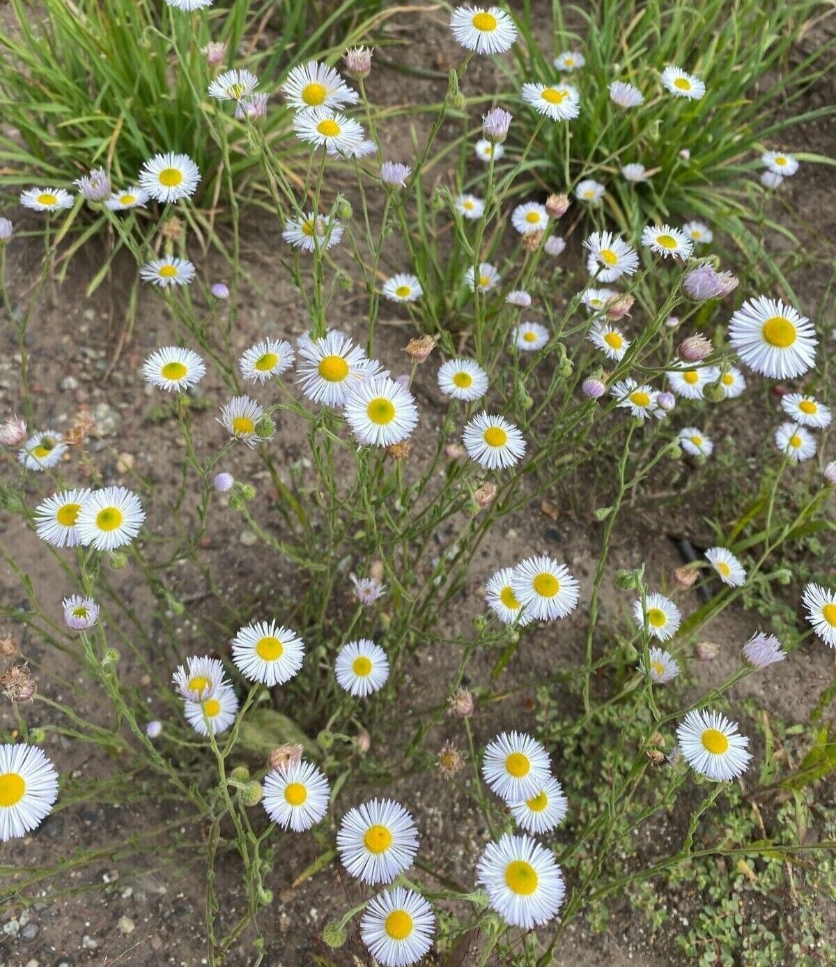 Hairy daisy seeds (Erigeron divergens) -30 seeds-