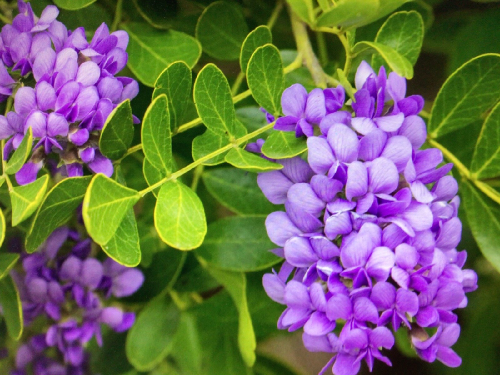 Texas Mountain Laurel Sophora secundiflora 15 Seeds