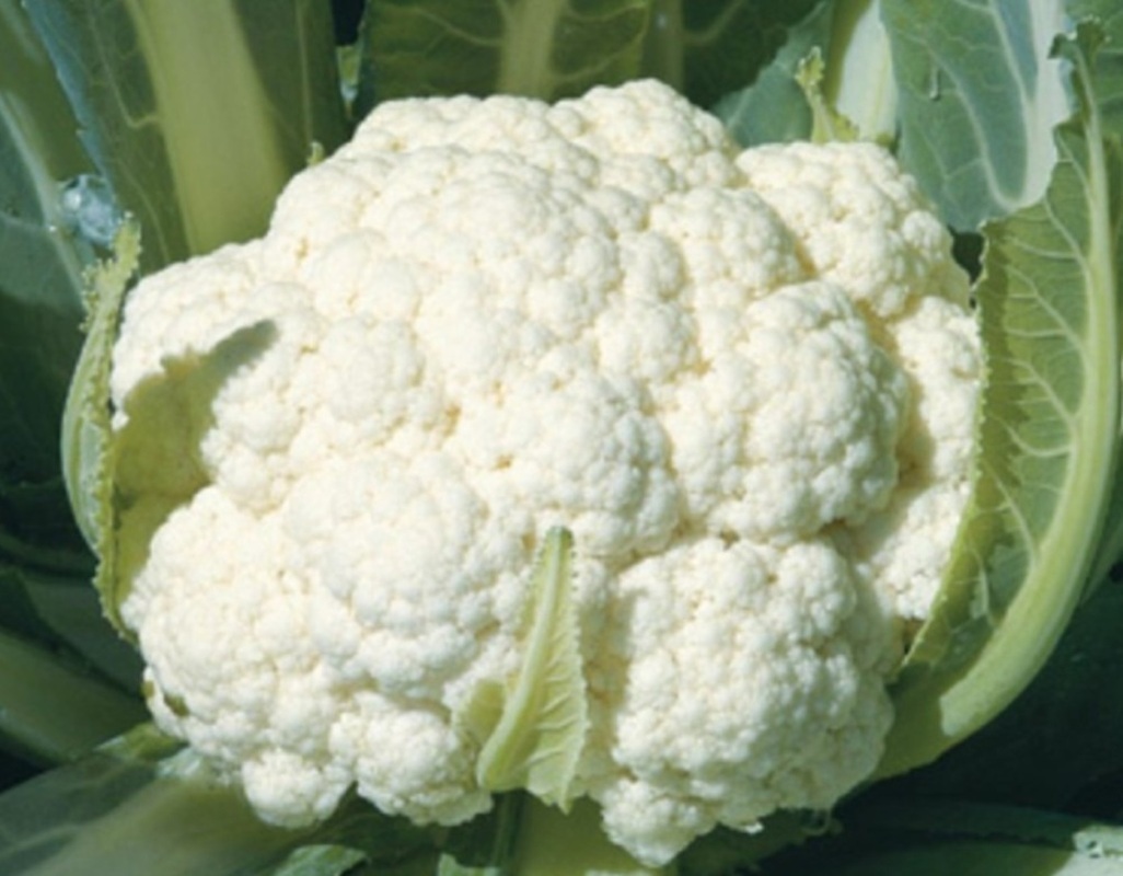 Cauliflower Seeds – Early Snowball Y