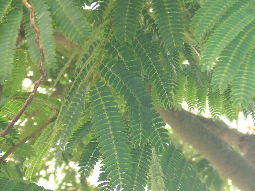 15 MIMOSA TREE SEEDS – Albizia julibrissin – very fast growing tree
