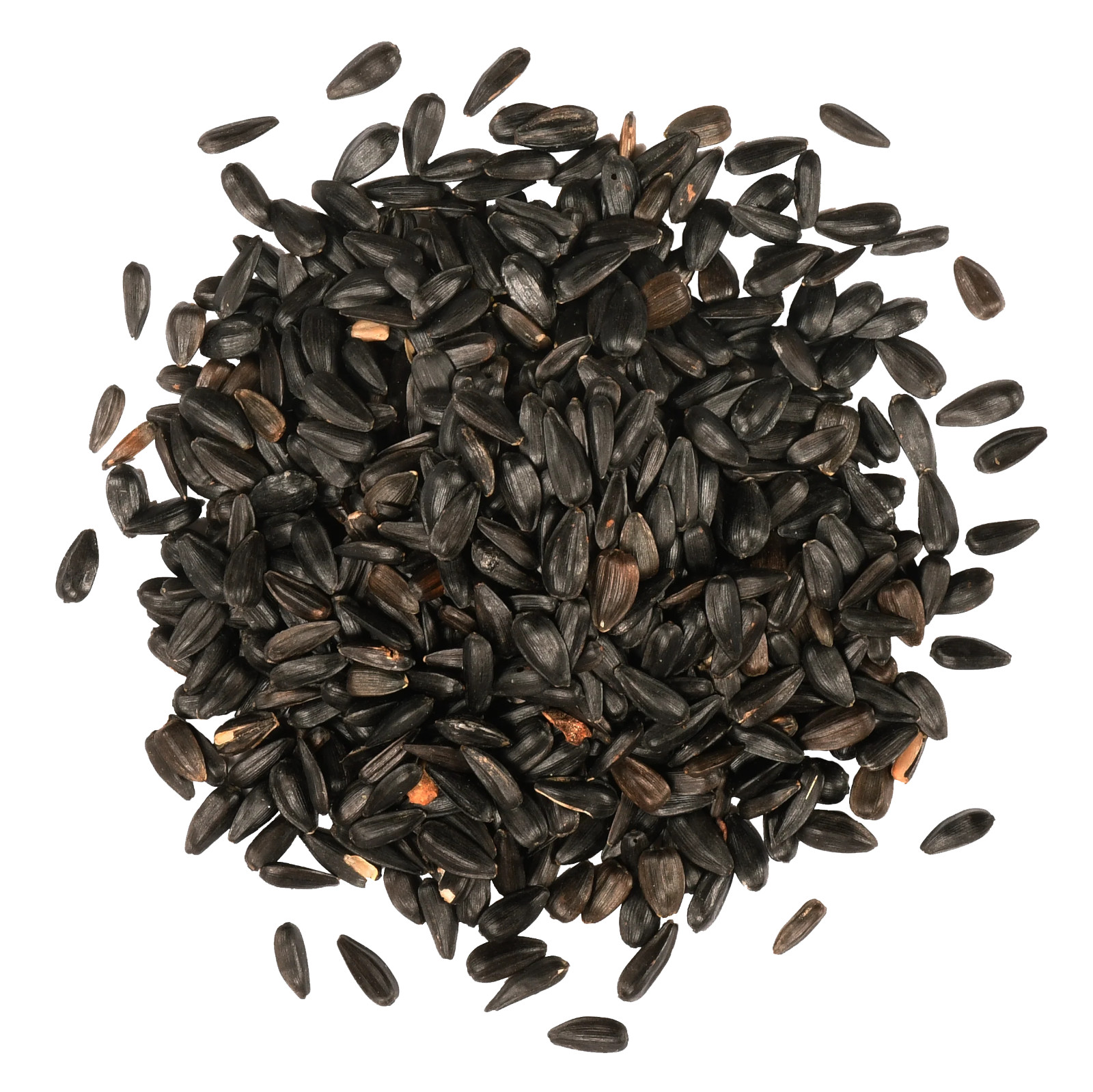 25 Velvet Queen Sunflower Seeds – Beautiful, Heirloom, Vibrant Reds&Yellows