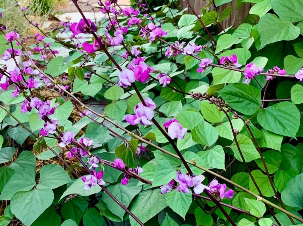 15+ SEEDS- BATAW I LABLAB PURPUREUS I Purple Moon Hyacinth Bean Buy2get1Free