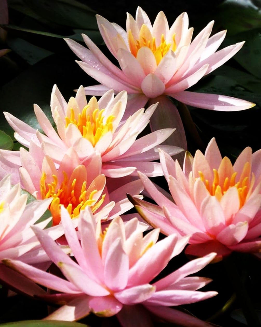 30 PCS Bowl Lotus Seeds Mixed Bonsai Lotus Seeds for Planting Water Lily