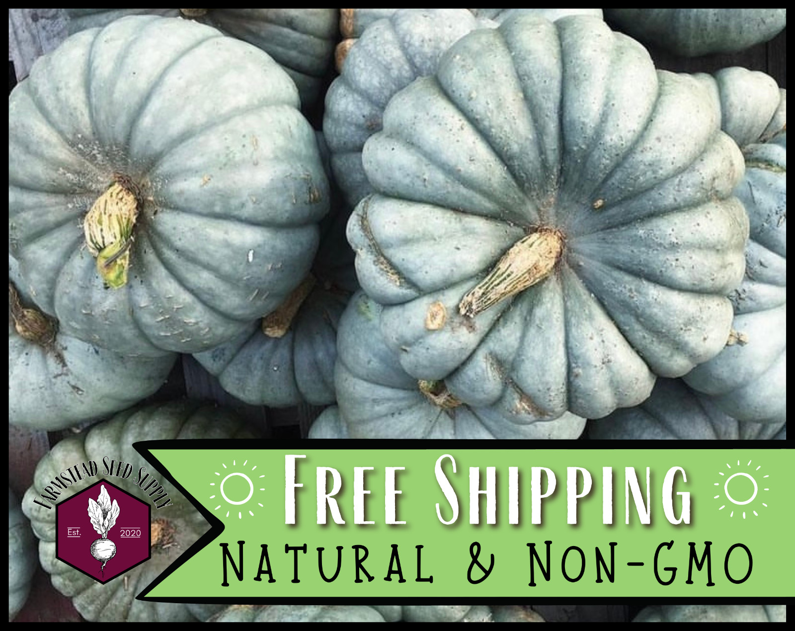 12+ Jarrahdale Pumpkin Seeds | RARE HEIRLOOM, Vegetable Gardening, Non-GMO